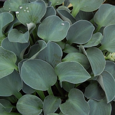 Hosta Blue Mouse Ears