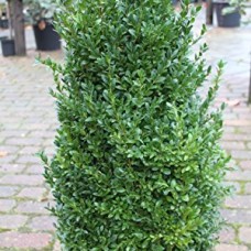 Buxus 