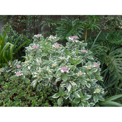 Hydrangea macrophylla tricolor