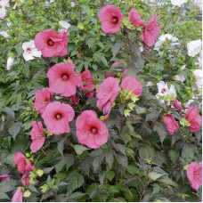 Hibiscus moscheutos - rozi