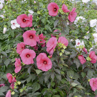 Hibiscus moscheutos - rozi