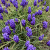 MUSCARI ARMENICUM