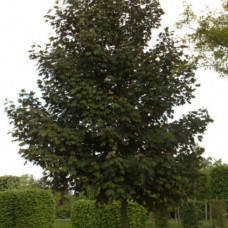 Acer pseudoplatanus "Atropurpureum"