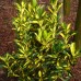 Euonymus japonicus aureus Euonymus japonicus aureus