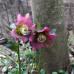 HELLEBORUS „RED LADY“