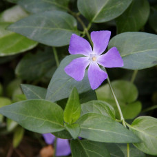 Vinca Major