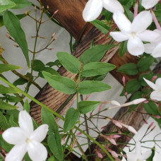 Jasminum polyanthum