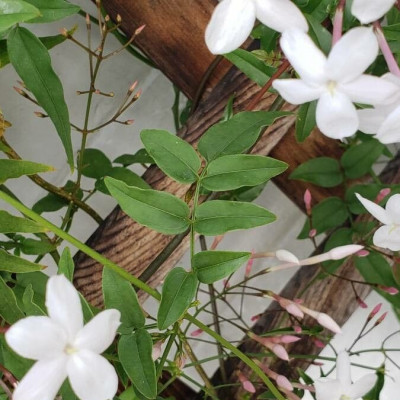 Jasminum polyanthum