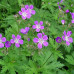 Geranium palustre