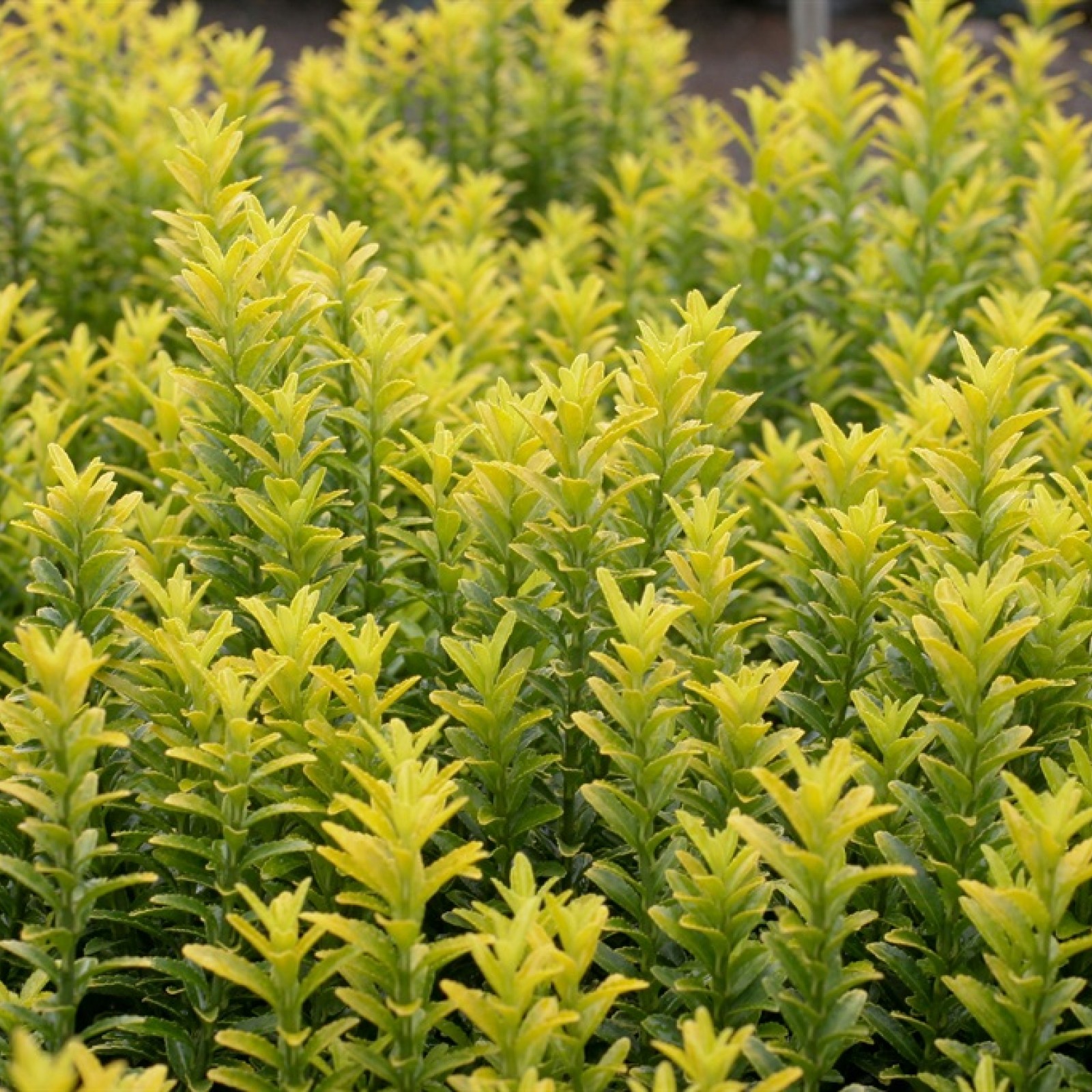 Powers To Flowers - Euonymus Microphyllus Pulchellus Aurea Gold | 3 Piante In Vaso 13cm