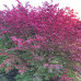 Euonymus alatus " Compactus "