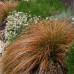 Carex petriei 'Milk Chocolate