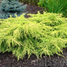 Juniperus "Gold Star"