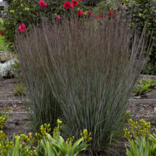 Andropogon scoparius