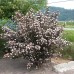 PHYSOCARPUS OPULIFOLIUS