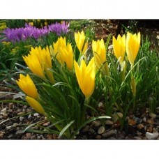 Stenbergia lutea