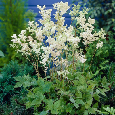 Filipendula ulmaria