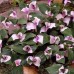 Tradescantia  "Maiden's Blush"