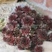Sempervivum Black