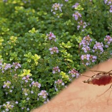 Thimus citrodorus