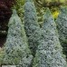 Picea glauca "Sanders Blue"