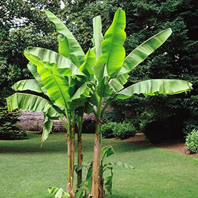 Banana - Musa tropicana
