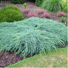 Juniperus Blue Carpet