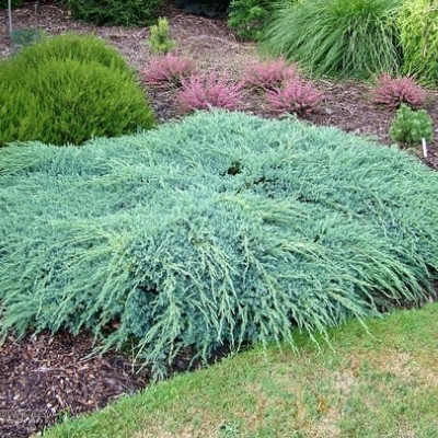 Juniperus Blue Carpet