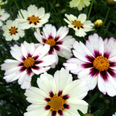 Coreopsis "Star Cluster"