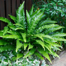 Asplenium scolopendrium