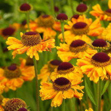 Helenium  "Carmen"