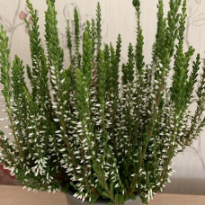 Calluna wite Calluna wite
