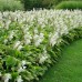 HOSTA PLANTAGINEA