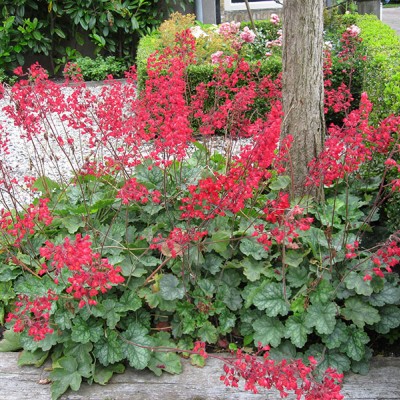 Heuchera sanguinea