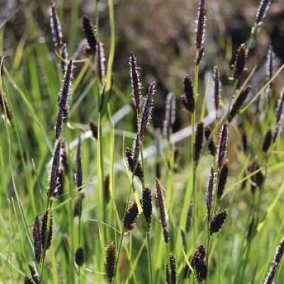 Carex nigra