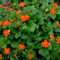 GEUM COCCINEUM BORISII