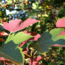 Acer pseudoplatanus "Atropurpureum"