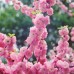 Prunus triloba Prunus triloba