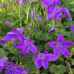 CAMPANULA PORTENSCHLAGIANA