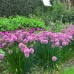 Allium milenium