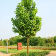 Acer platanoides