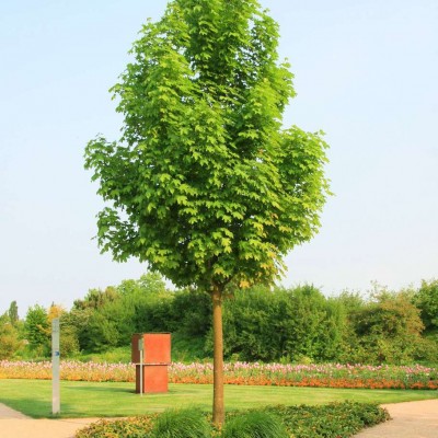 Acer platanoides