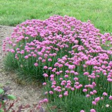 ARMERIA MARITIMA 