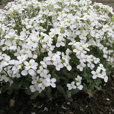 Arabis white