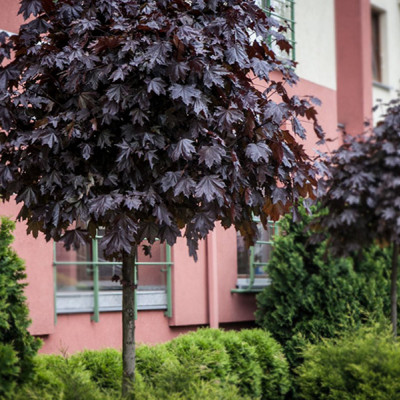 ACER PLAT. CRIMSON KING (JAVOR CRVENIH LISTOVA)