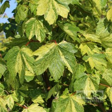 Acer  pseudoplatanus  "Leopoldii"