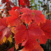 Acer rubrum "October Glory"