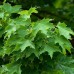 Acer platanoides