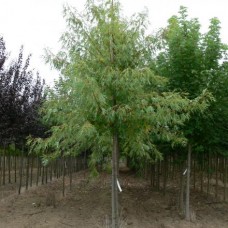 Acer saccharinum laciniatum wieri
