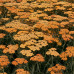 Achillea milefolium "Terracota"